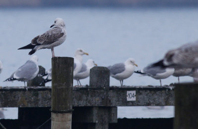 Pontische Meeuw / Caspian Gull / Larus cachinnans