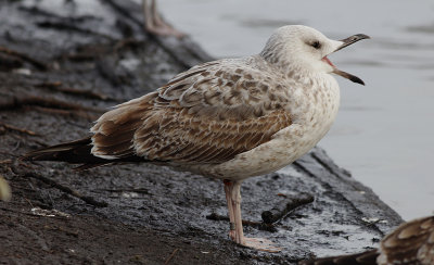 Pontische Meeuw / Caspian Gull / Larus cachinnans