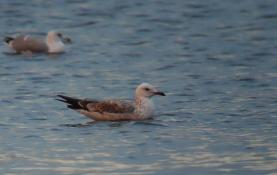 Pontische Meeuw / Caspian Gull / Larus cachinnans