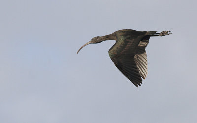 Zwarte Ibis / Glossy Ibis / Plegadis falcinellus