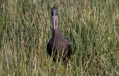 Zwarte Ibis / Glossy Ibis / Plegadis falcinellus