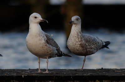 Pontische Meeuw / Caspian Gull / Larus cachinnans