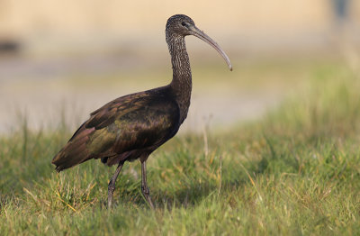 Zwarte Ibis / Glossy Ibis / Plegadis falcinellus