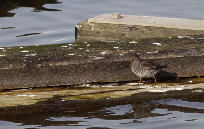 Paarse Strandloper