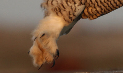 Sneeuwuil / Snowy Owl / Bubo scandiacus