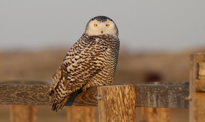 Sneeuwuil / Snowy Owl / Bubo scandiacus