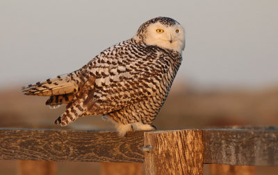 Sneeuwuil / Snowy Owl / Bubo scandiacus