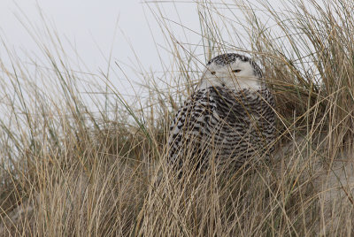 Sneeuwuil / Snowy Owl / Bubo scandiacus