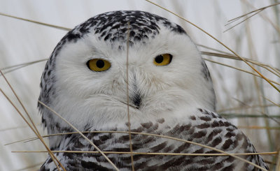 Sneeuwuil / Snowy Owl / Bubo scandiacus