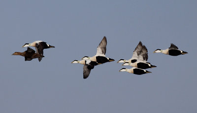 Eider / Common Eider / Somateria mollissima