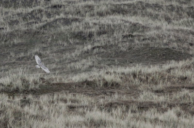 Sneeuwuil / Snowy Owl / Bubo scandiacus