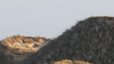 Sneeuwuil / Snowy Owl / Bubo scandiacus