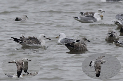 Pontische Meeuw / Caspian Gull / Larus cachinnans