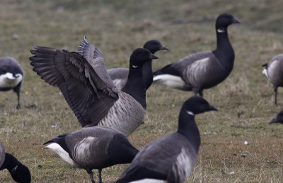 Witbuikrotgans / Pale-bellied Brant / Brant hrota