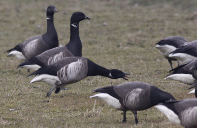 Witbuikrotgans / Pale-bellied Brant / Brant hrota