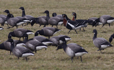 Roodhalsgans / Red-breasted Goose / Branta ruficollis