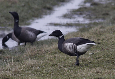 Hybride Zwarte Rotgans x Rotgans? / Black Brant x Brant Goose / Branta bernicla x Branta nigricans