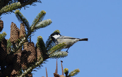 Zwarte Mees / Coal Tit / Periparus ater
