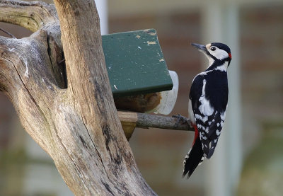 Grote Bonte Specht / Great Spotted Woodpecker / Dendrocopos major