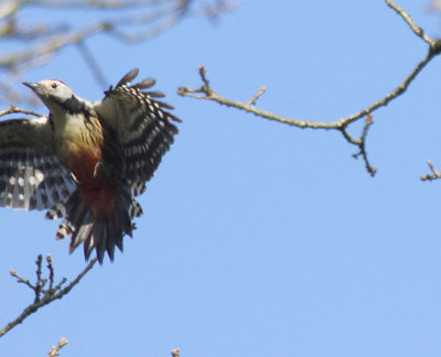 Middelste Bonte Specht / Middle Spotted Woodpecker / Dendrocopos medius