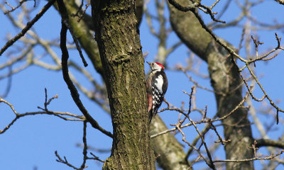 Middelste Bonte Specht / Middle Spotted Woodpecker / Dendrocopos medius