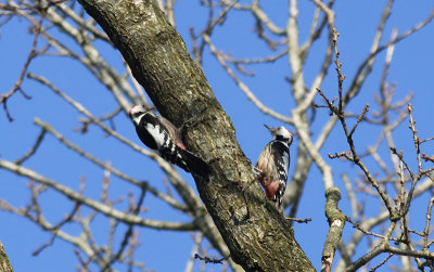 Middelste Bonte Specht / Middle Spotted Woodpecker / Dendrocopos medius