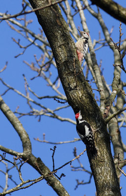 Middelste Bonte Specht / Middle Spotted Woodpecker / Dendrocopos medius