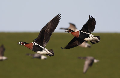 Roodhalsgans / Red-breasted Goose / Branta ruficollis