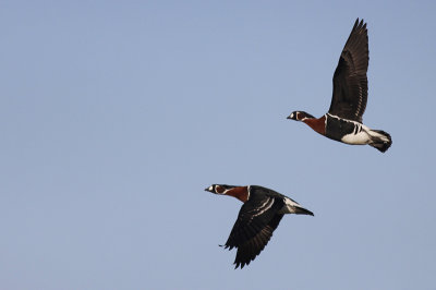 Roodhalsgans / Red-breasted Goose / Branta ruficollis