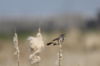 Blauwborst / Bluethroat / Luscinia svecica