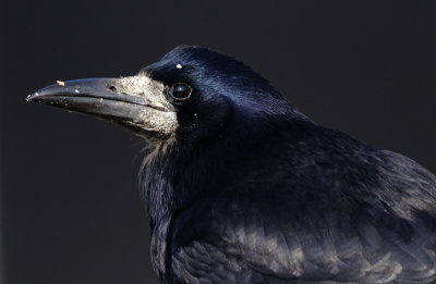 Roek / Rook / Corvus frugilegus