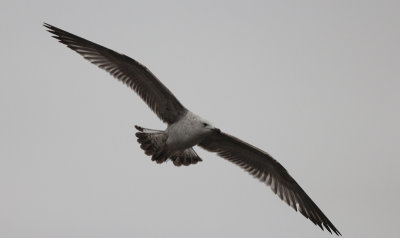 Pontische Meeuw / Caspian Gull / Larus cachinnans