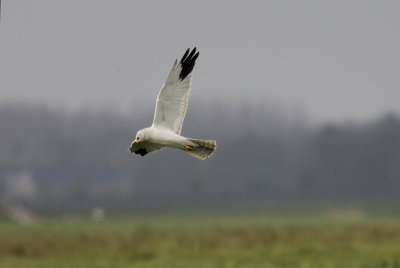 Steppekiekendief / Pallid Harrier / Circus macrourus