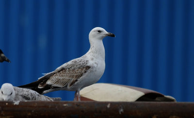 Pontische Meeuw / Caspian Gull / Larus cachinnans