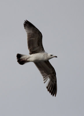 Pontische Meeuw / Caspian Gull / Larus cachinnans