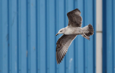 Pontische Meeuw / Caspian Gull / Larus cachinnans