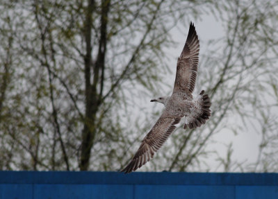 Pontische Meeuw / Caspian Gull / Larus cachinnans