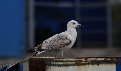 Pontische Meeuw / Caspian Gull / Larus cachinnans