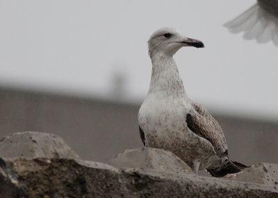 Pontische Meeuw / Caspian Gull / Larus cachinnans