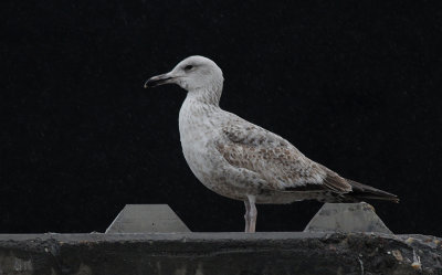 Pontische Meeuw / Caspian Gull / Larus cachinnans