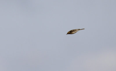 Graspieper / Meadow Pipit / Anthus pratensis