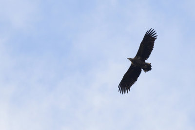 Zeearend / White-tailed Eagle / Haliaeetus albicilla