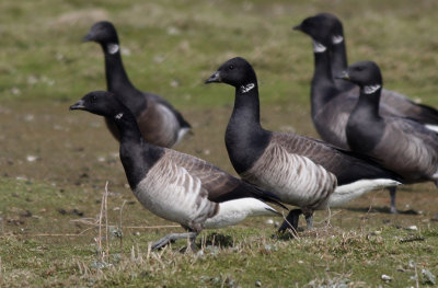 Witbuikrotgans / Pale-bellied Brant / Brant hrota