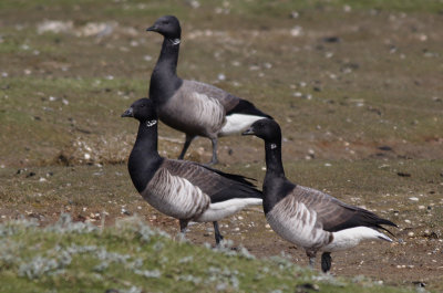 Witbuikrotgans / Pale-bellied Brant / Brant hrota