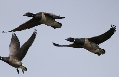 Witbuikrotgans / Pale-bellied Brant / Brant hrota