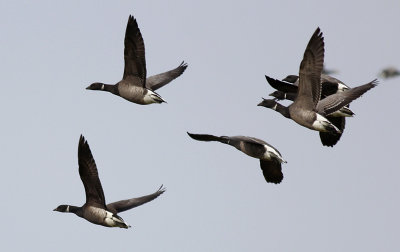 Zwarte Rotgans / Black Brant / Branta nigricans