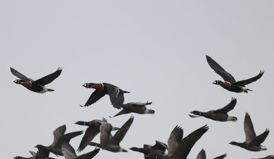 Roodhalsgans / Red-breasted Goose / Branta ruficollis