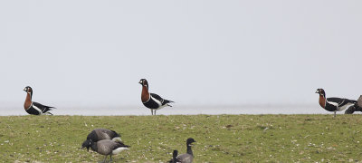 Roodhalsgans / Red-breasted Goose / Branta ruficollis