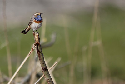 Blauwborst / Bluethroat / Luscinia svecica