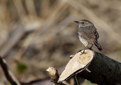 Blauwborst / Bluethroat / Luscinia svecica